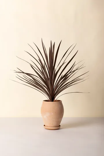 Delphi kruka med fat 2 delar - Rosa, Ø22 cm, tall - Bergs Potter