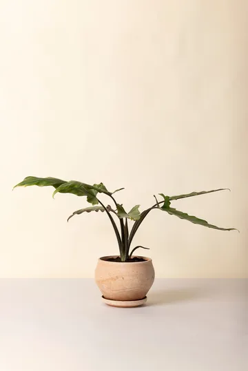 Delphi kruka med fat 2 delar - Rosa, Ø24 cm, low - Bergs Potter