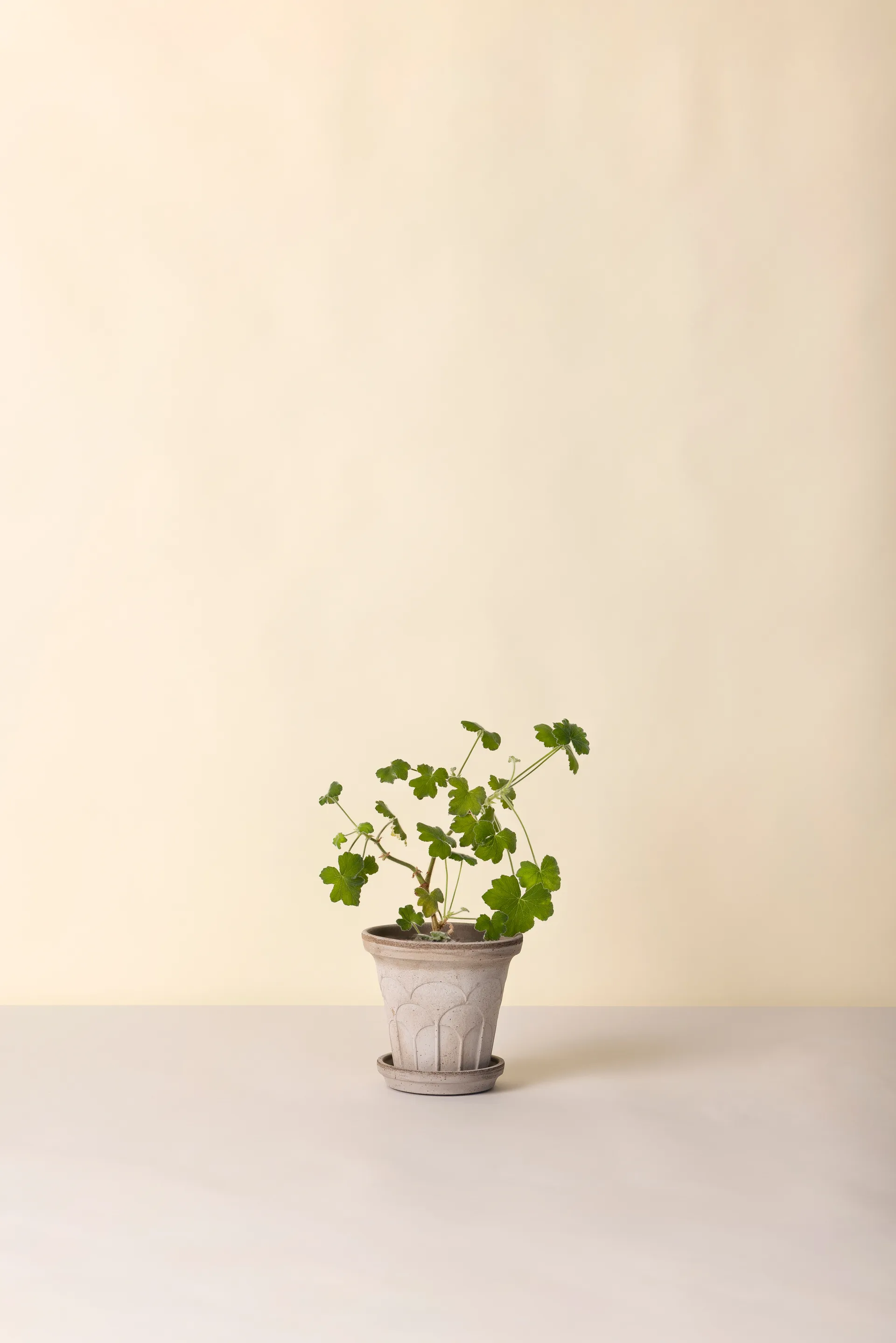 Fleur kruka med fat 2 delar, Grey, Ø16 cm Bergs Potter