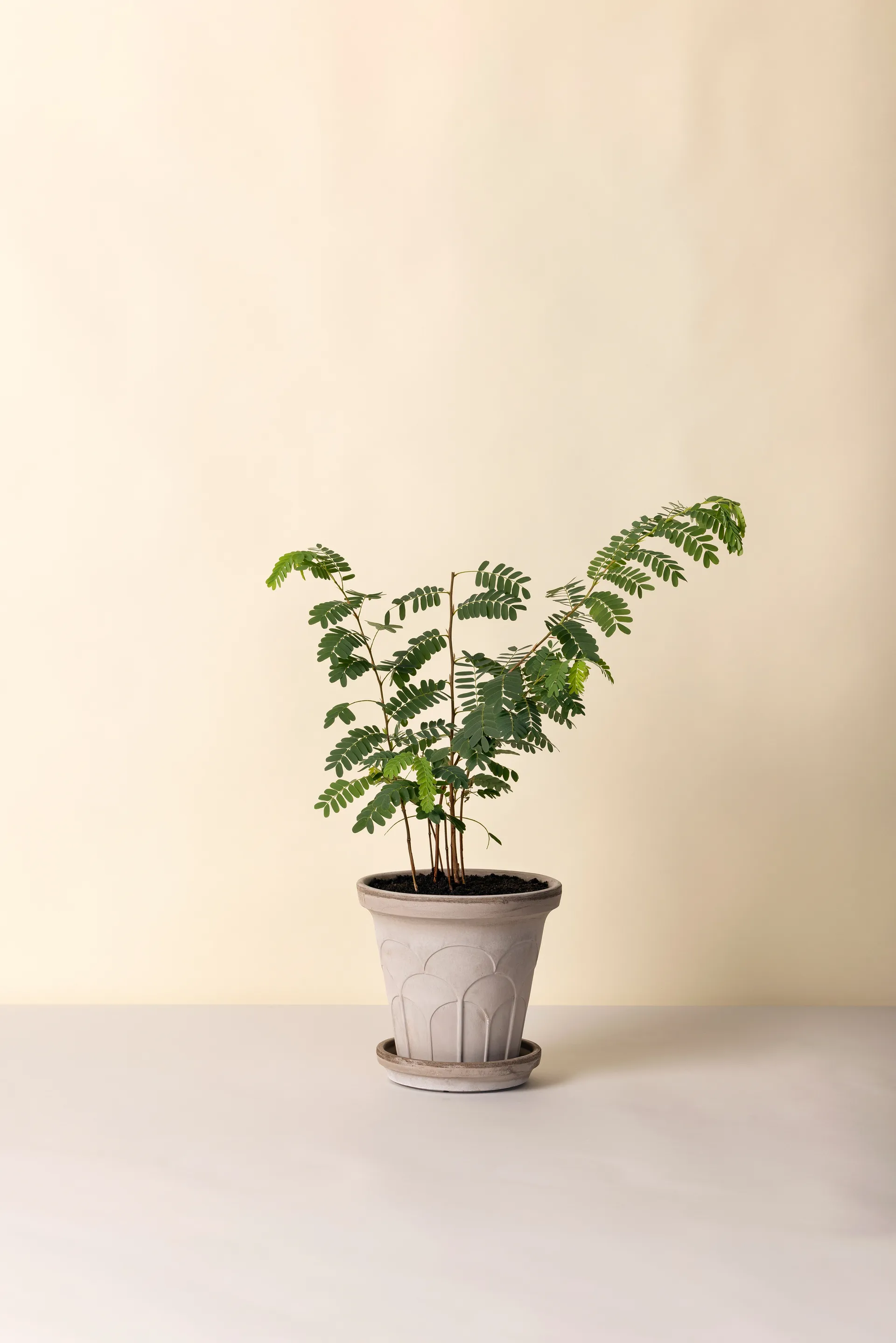 Fleur kruka med fat 2 delar, Grey, Ø21 cm Bergs Potter