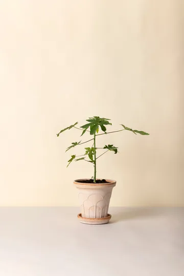 Fleur kruka med fat 2 delar - Rosa, Ø21 cm - Bergs Potter