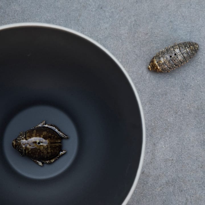 Salt- & pepparkar skalbaggar, brun Byon