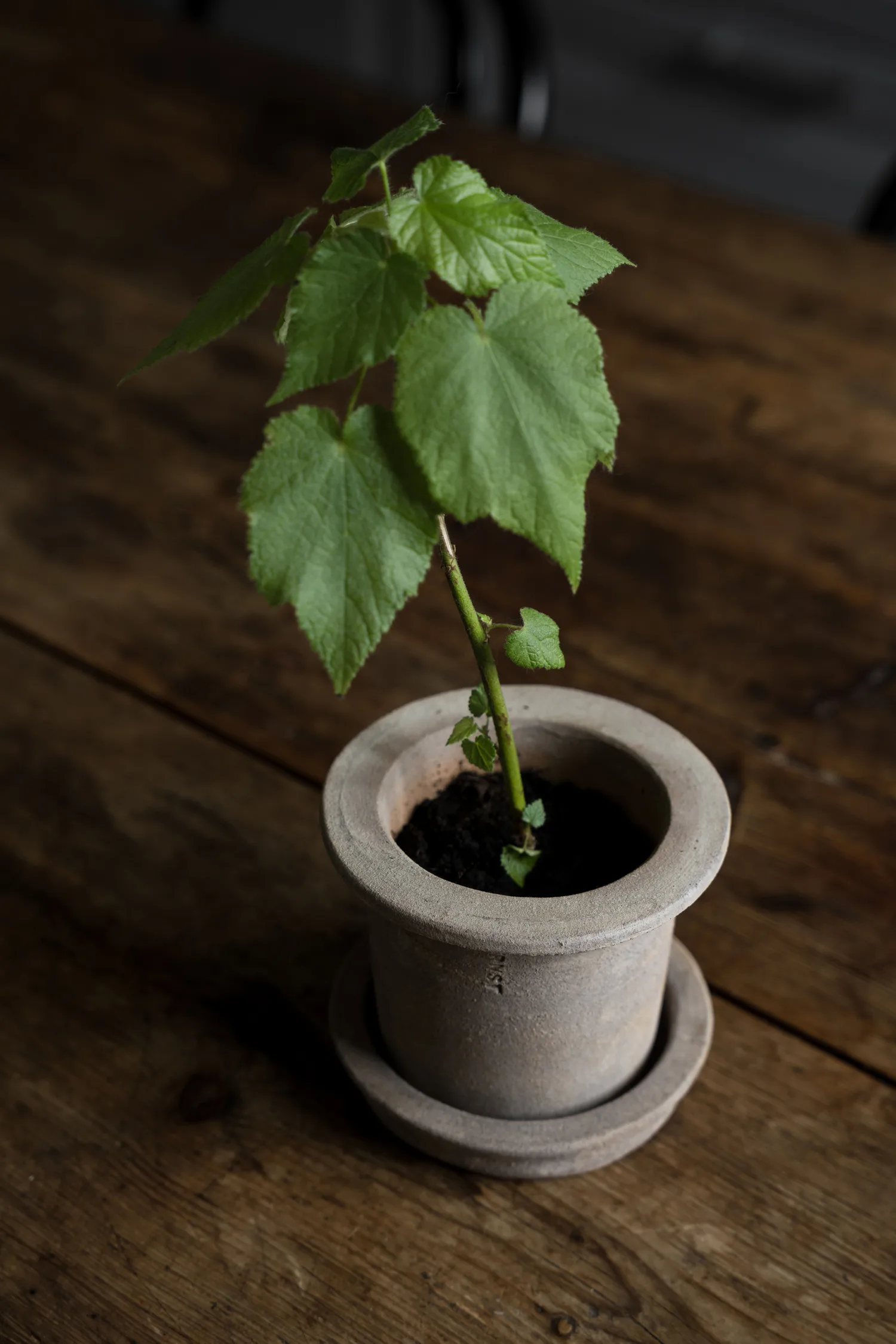 Ernst terrakotta kruka med fat, Ø12x10 cm ERNST