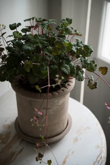 Ernst terrakotta kruka med fat - Ø20x20 cm - ERNST