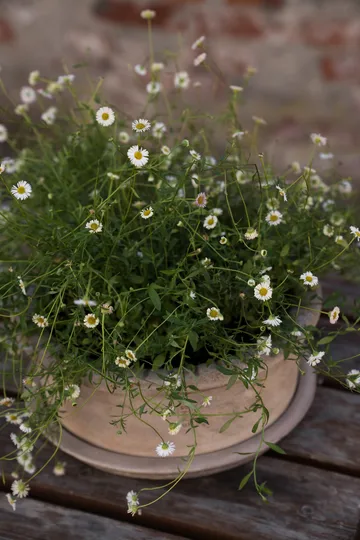 Ernst terrakotta kruka med fat - Ø33x12 cm - ERNST