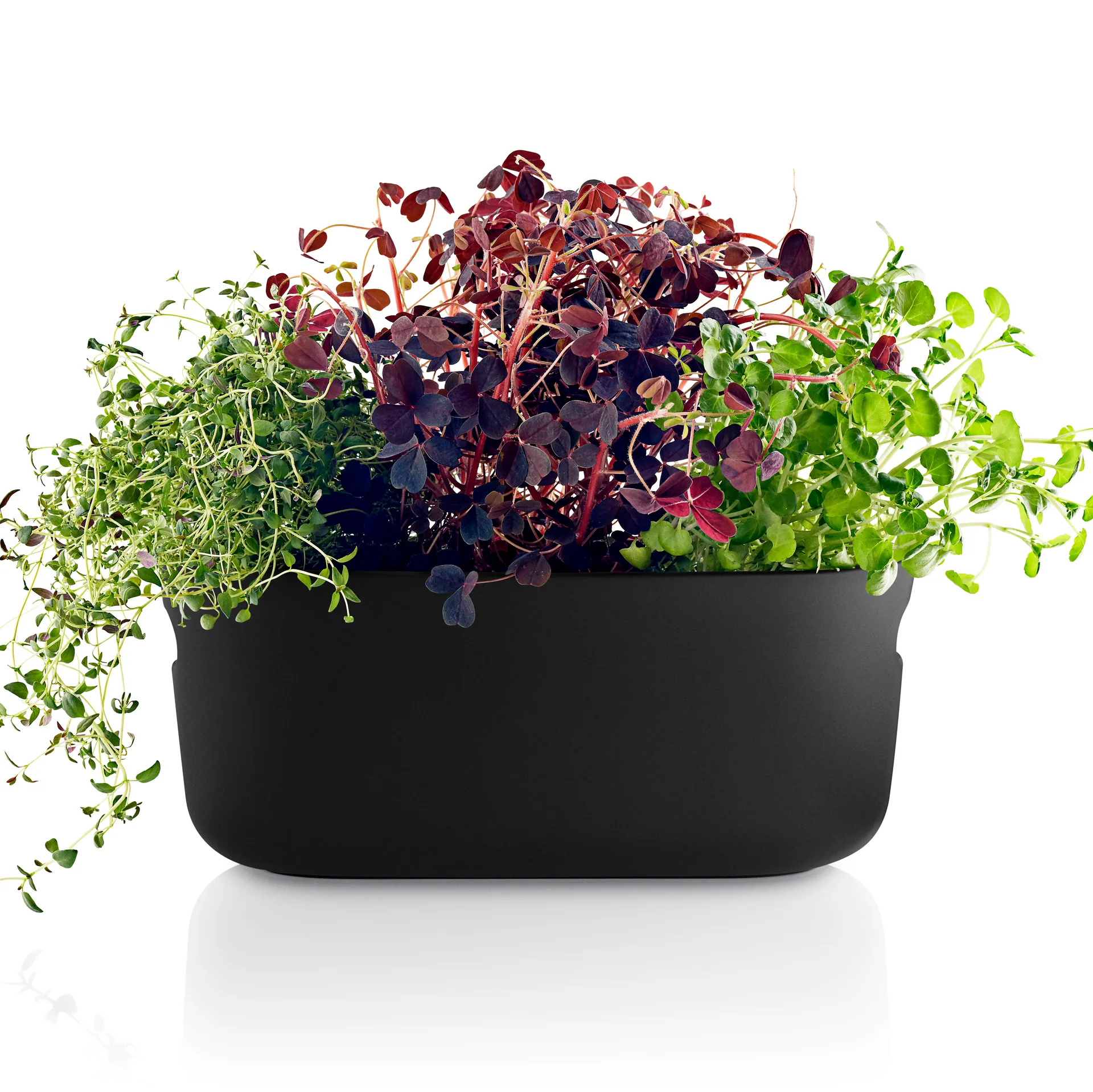 Eva Solo självvattnande herb organiser, Svart Eva Solo