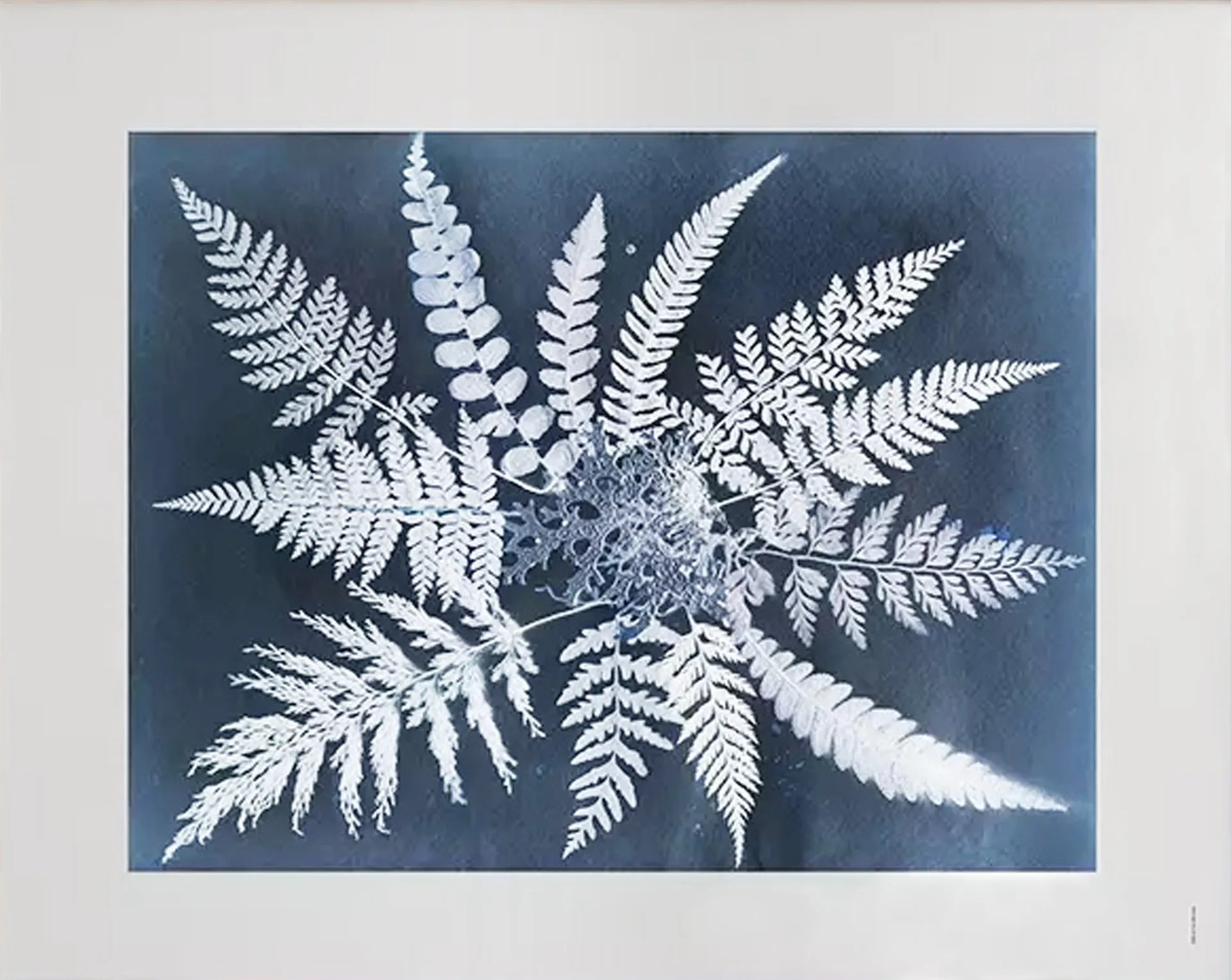 Fern star poster, 40x50 cm Fine Little Day