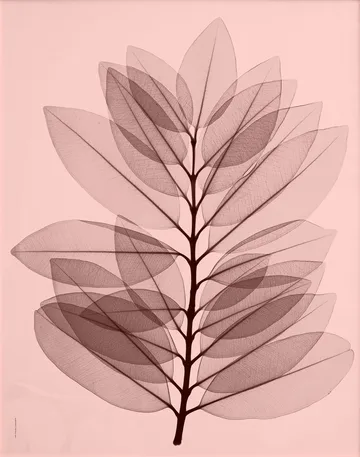 Metrosideros excelsea poster - 40x50 cm - Fine Little Day
