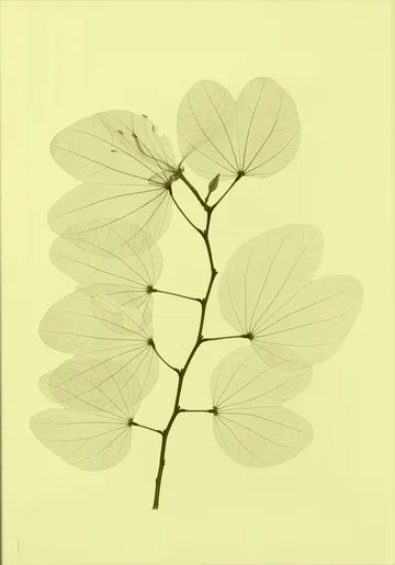 Orkidebauhinia poster - 70x100 cm - Fine Little Day