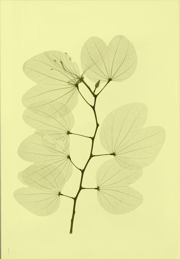 Orkidebauhinia poster, 70x100 cm Fine Little Day