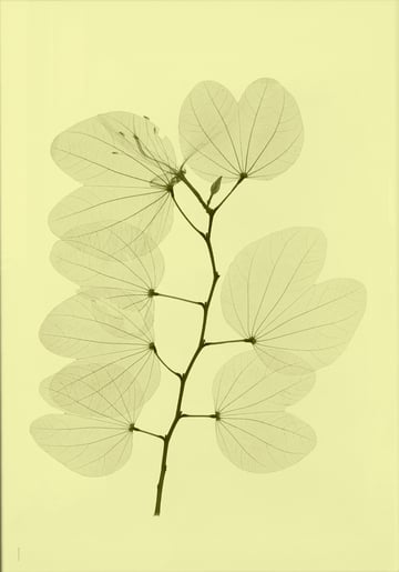 Fine Little Day Orkidebauhinia poster 70×100 cm