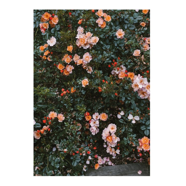 Rose poster, 70x100 cm Fine Little Day