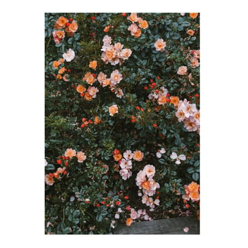 Fine Little Day Rose poster 70×100 cm