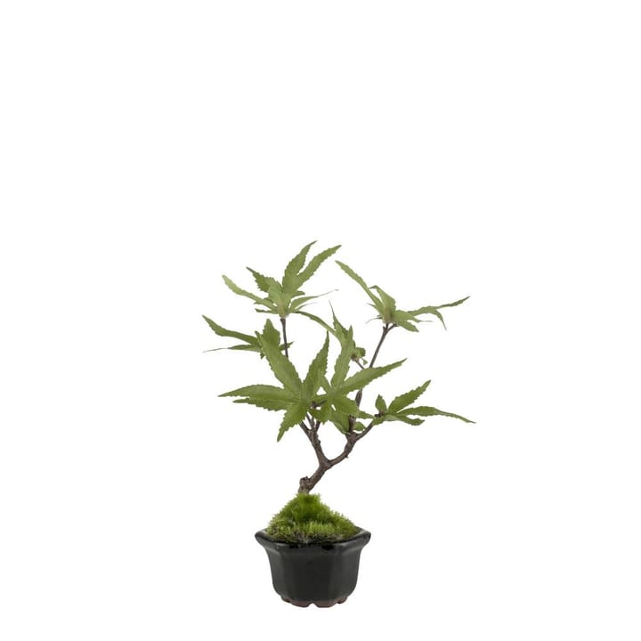 Flora maple - 16 cm - Lene Bjerre