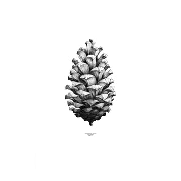 Paper Collective 1:1 Pine Cone poster vit 50×70 cm