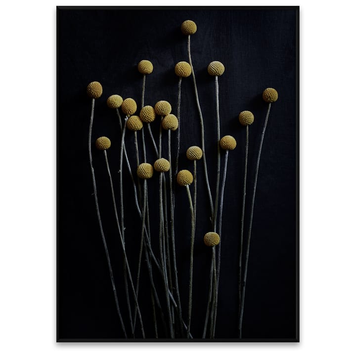 Still Life 01 Yellow Drumsticks poster, 50x70 cm Paper Collective