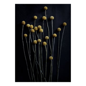 Paper Collective Still Life 01 Yellow Drumsticks poster 50×70 cm