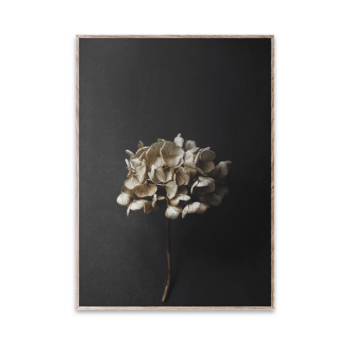 Still Life 04 Hydrangea poster, 30x40 cm Paper Collective