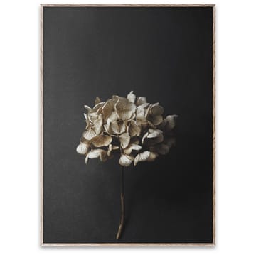 Still Life 04 Hydrangea poster - 50x70 cm - Paper Collective