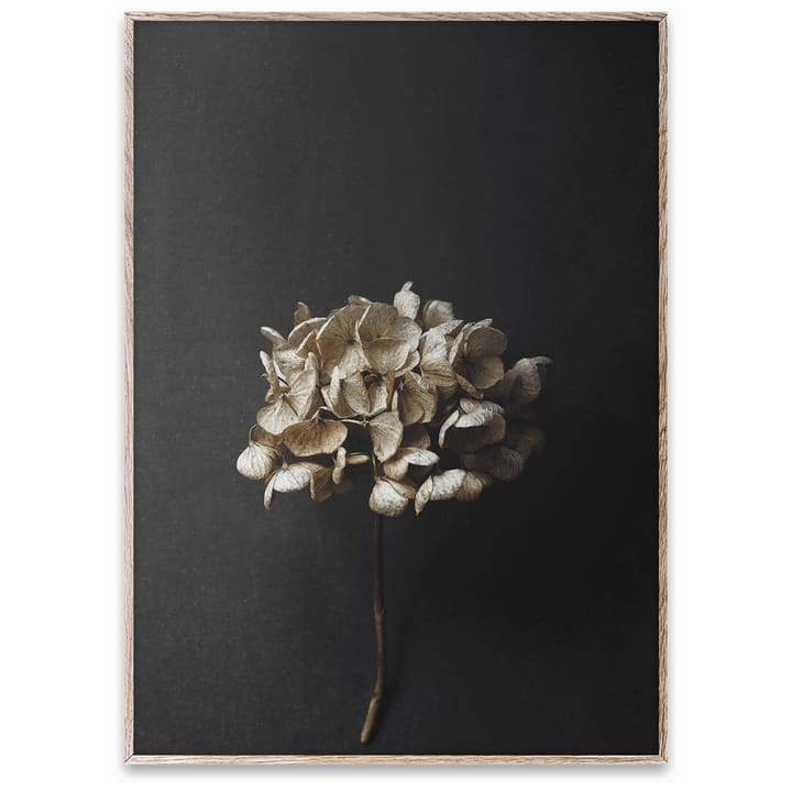 Still Life 04 Hydrangea poster, 50x70 cm Paper Collective