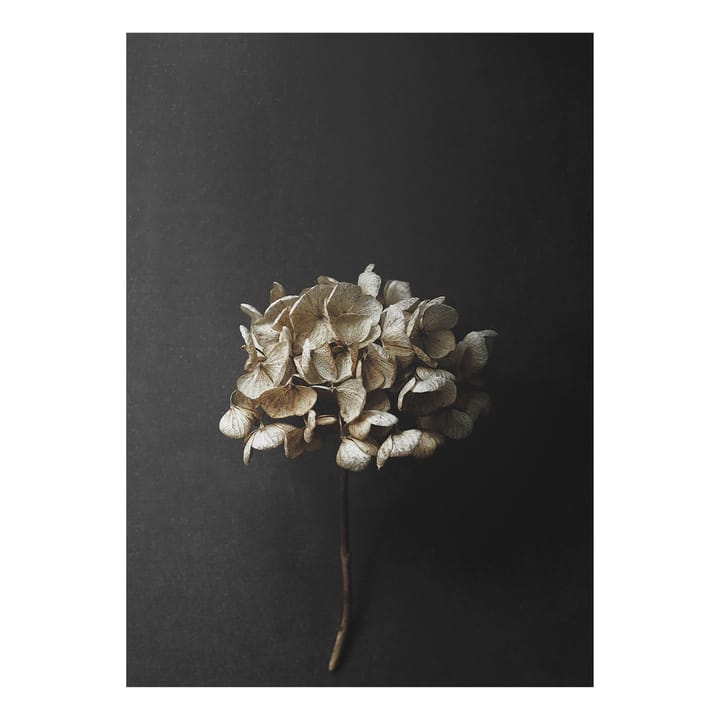 Still Life 04 Hydrangea poster, 50x70 cm Paper Collective